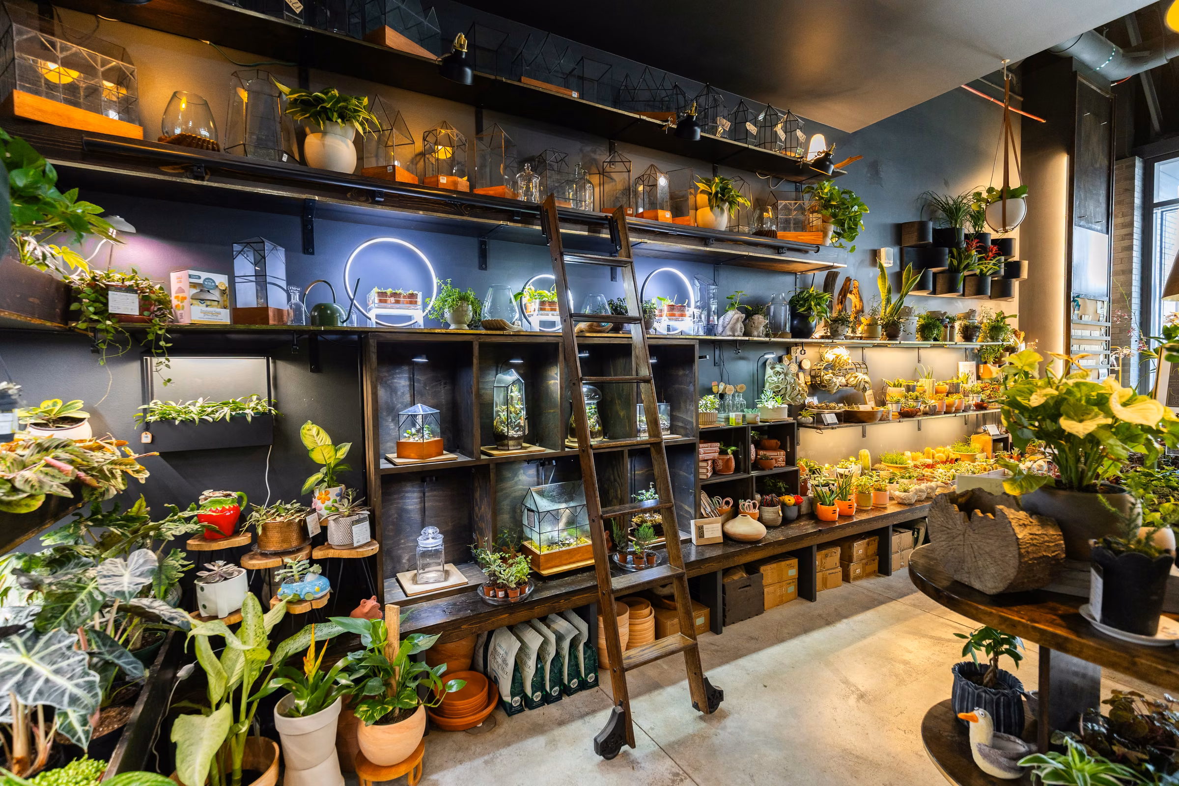 Interior of a plant shop with shelves full of potted plants, terrariums, and a wooden ladder in center.