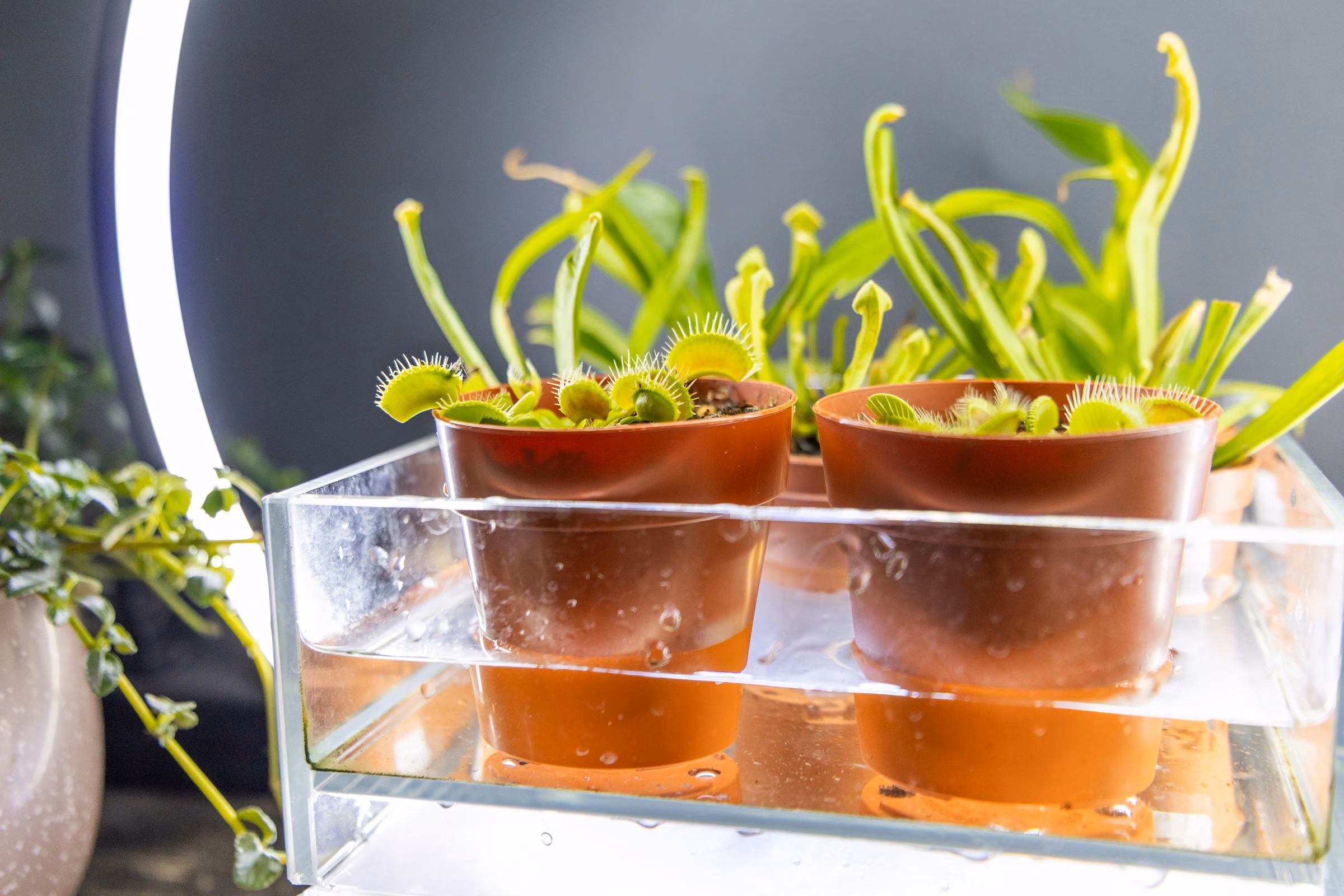 Cuttings rooting in glass tubes on brass stands beside a dragonfly pot and cat planter