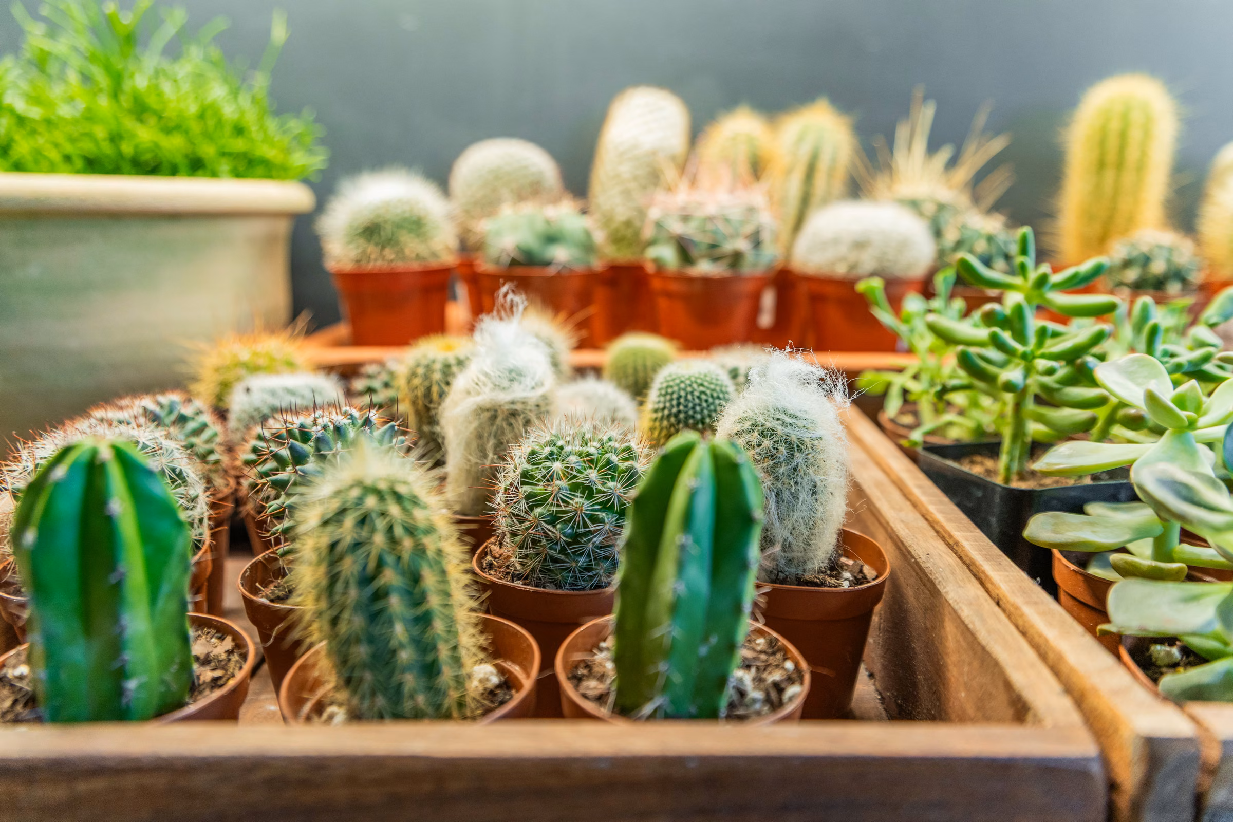 Various small cacti and succulent plants in pots arranged in a wooden tray.