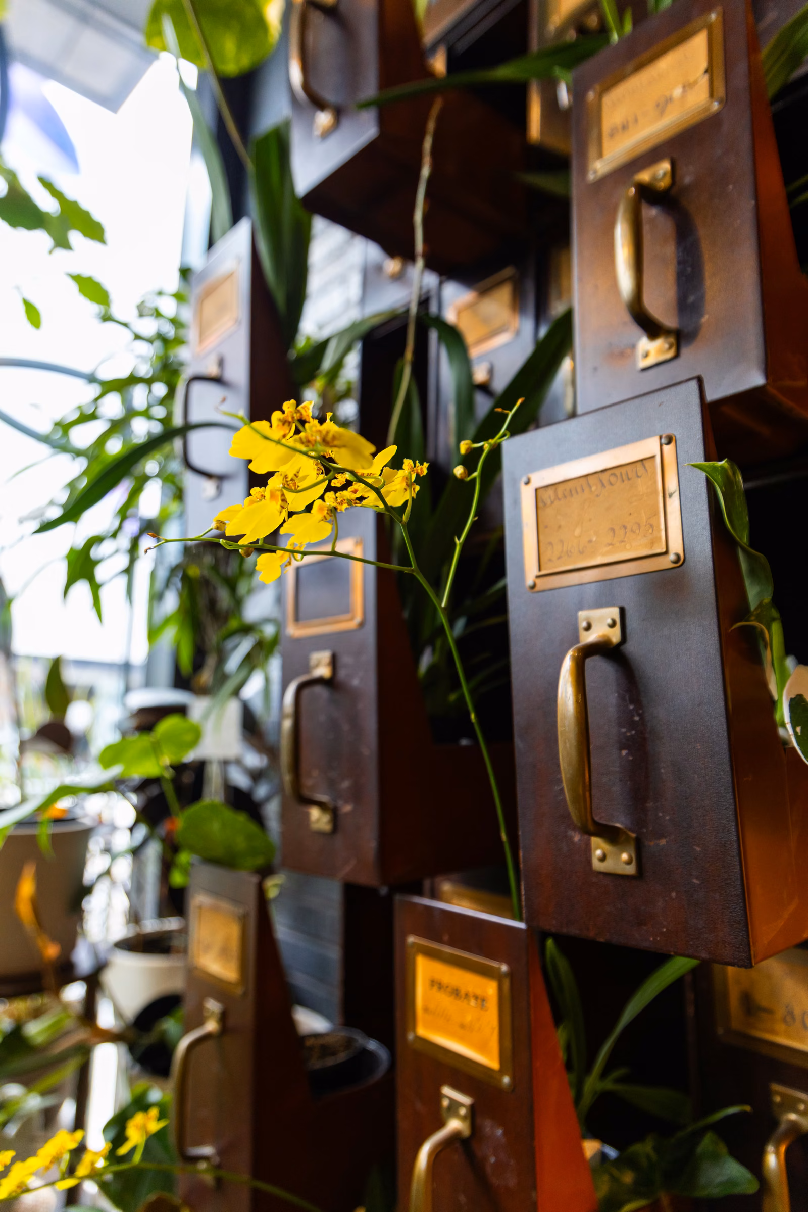 Urban Gardener plant sprays and leaf care treatments lined up on a brass shelving unit