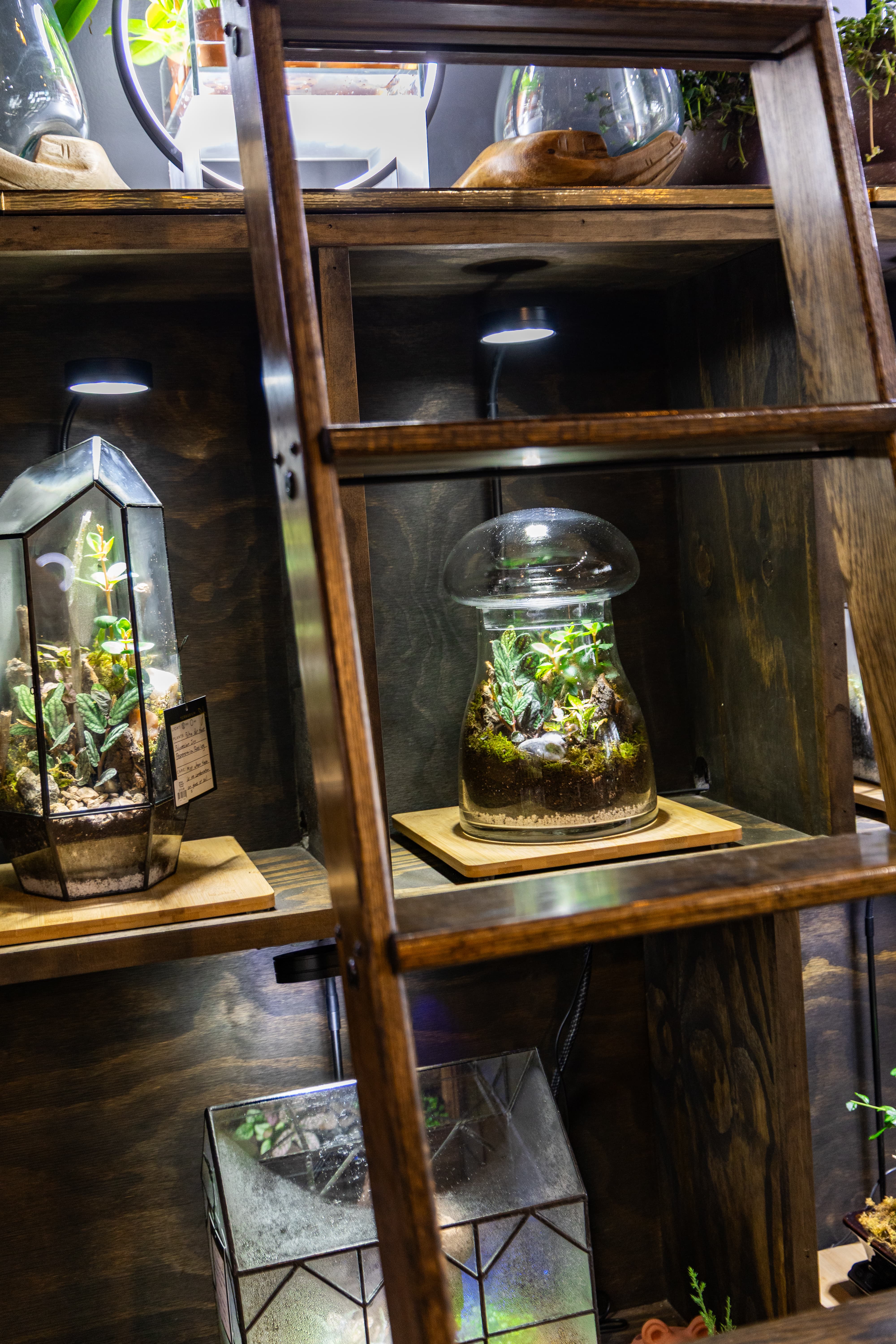 A glass terrarium planted with moss and small tropical foliage