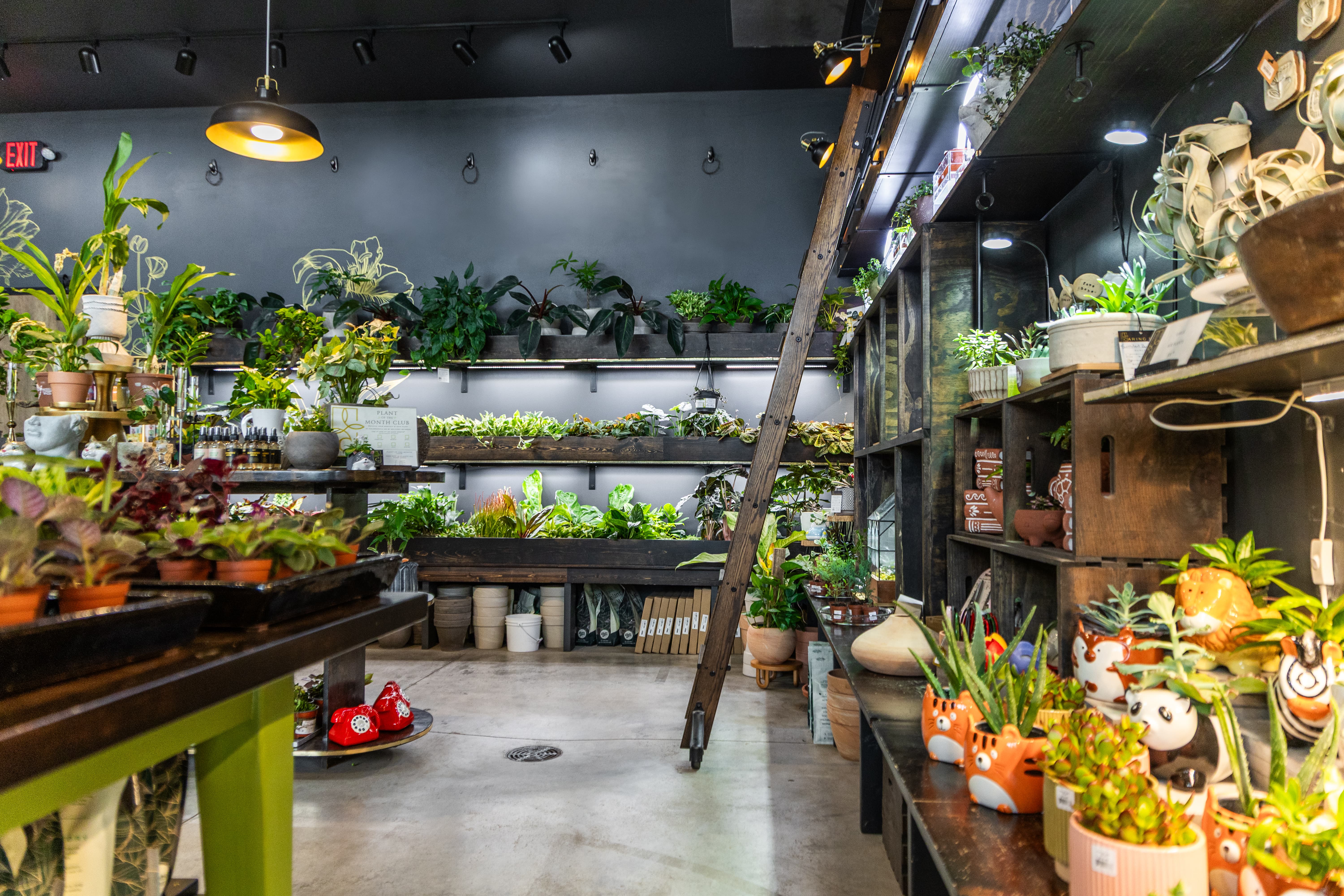 Plants arranged on a shelf in warm indoor winter light