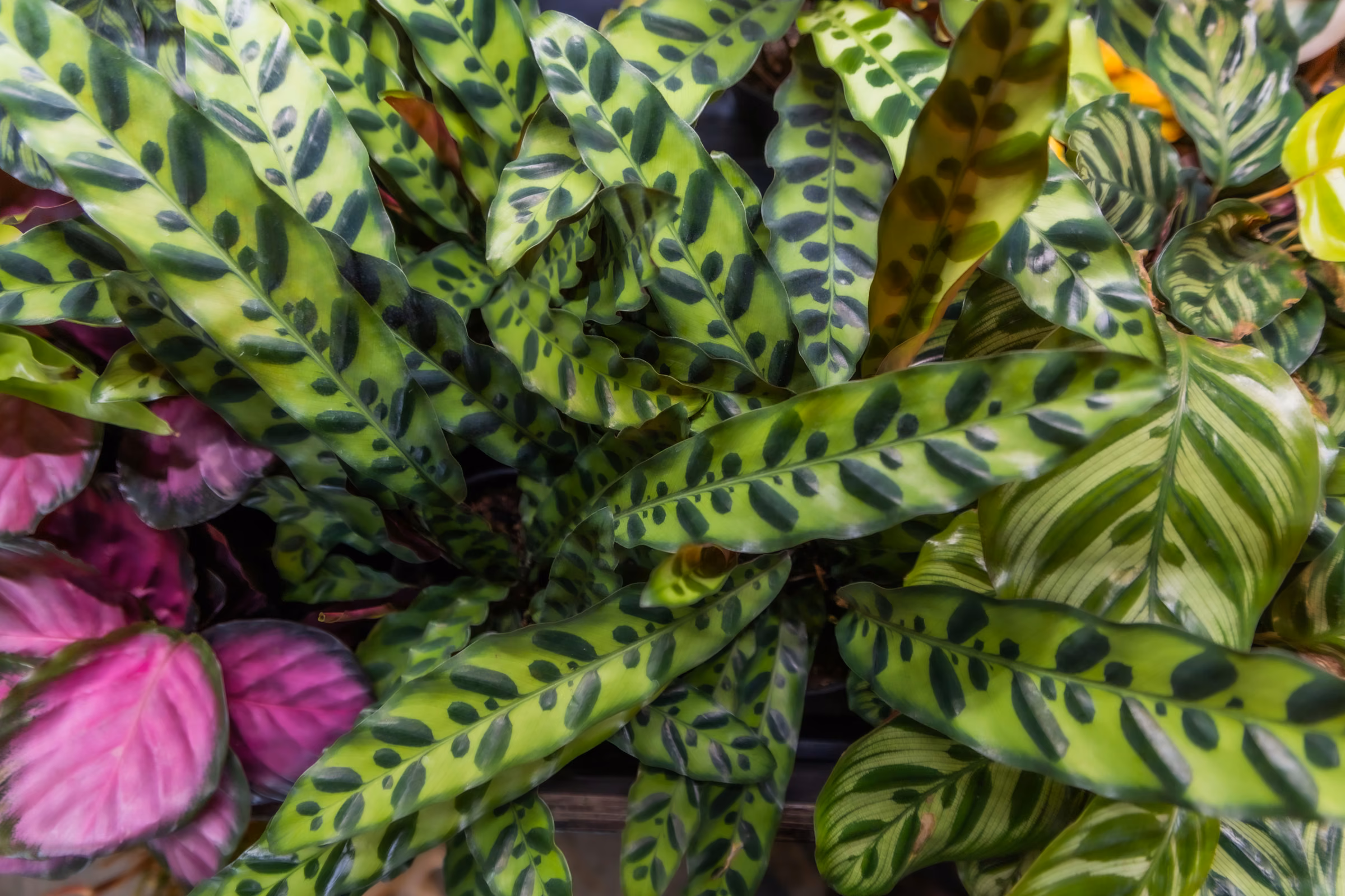 Spotted rattlesnake calathea leaves beside magenta and pinstriped prayer plants