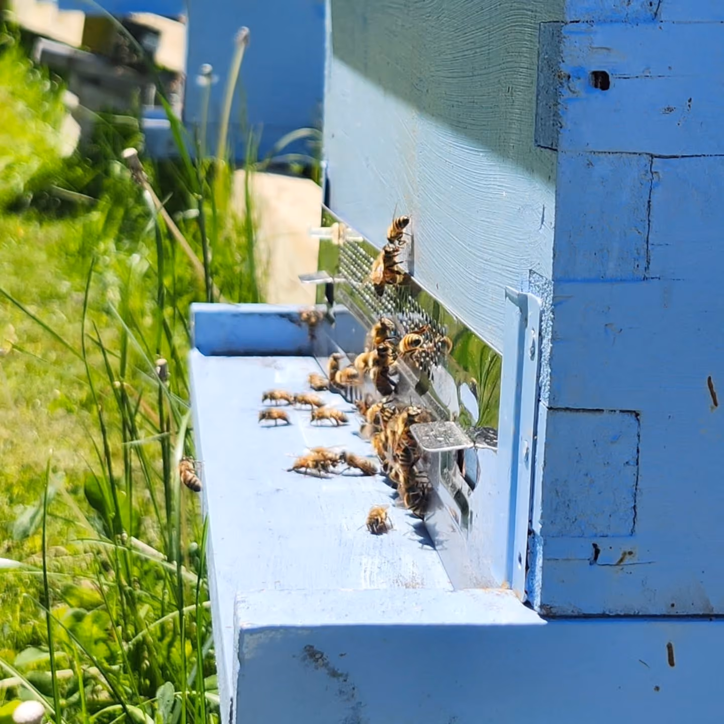 Barters Island Bees, Inc