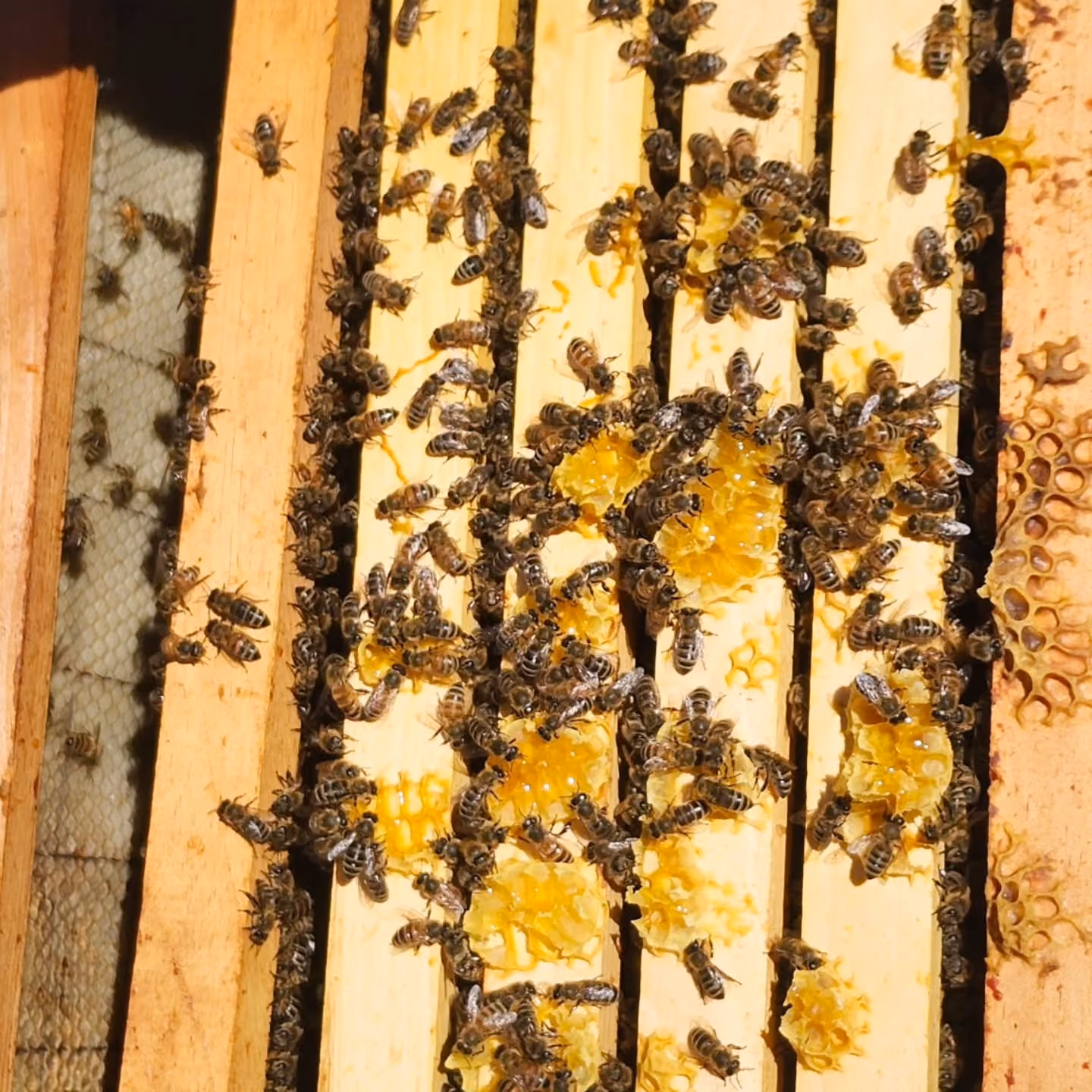 Barters Island Bees, Inc