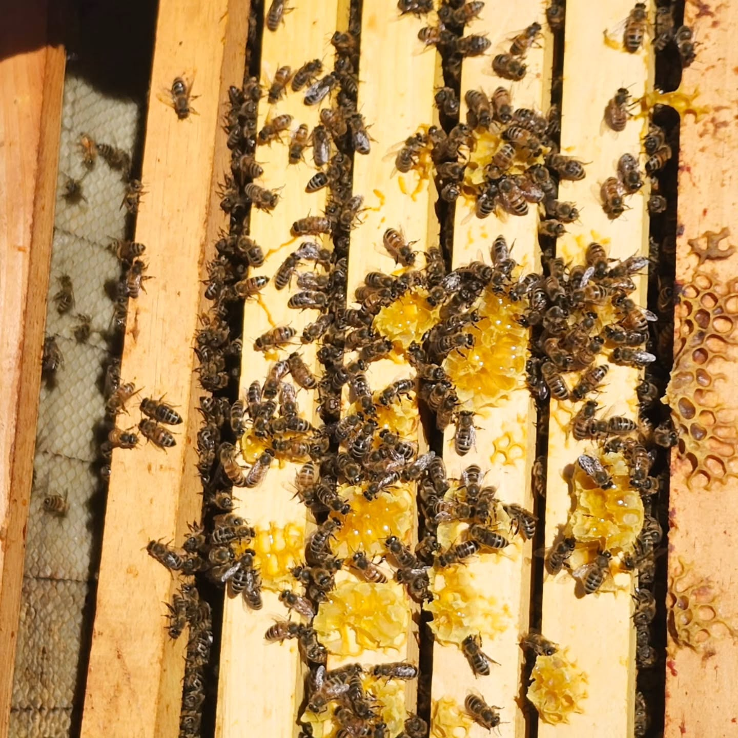 Barters Island Bees, Inc