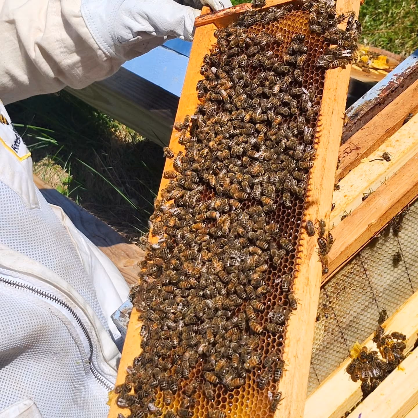 Barters Island Bees, Inc