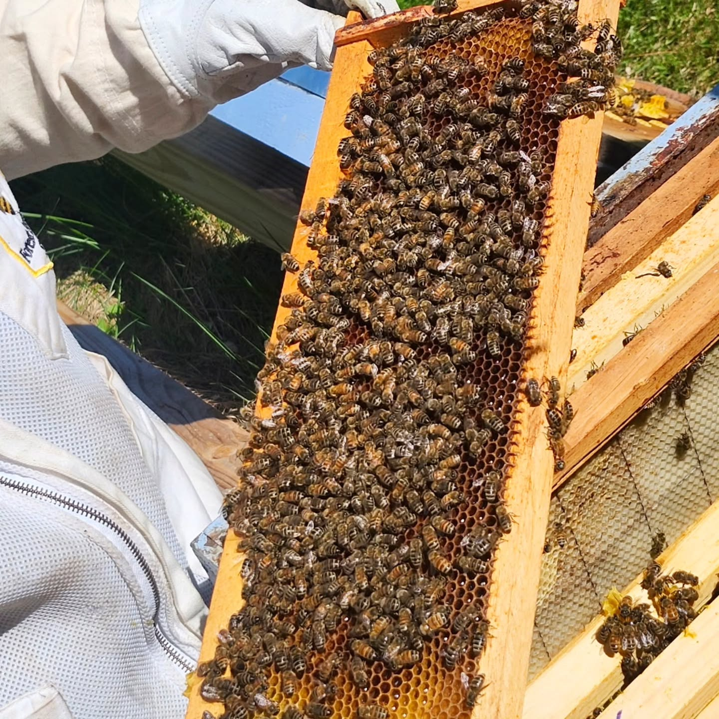 Barters Island Bees, Inc