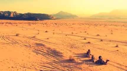 Camels crossing the desert at sunset in Central Asia.