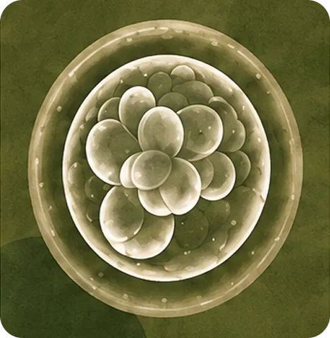 Illustration of a blastocyst, the cluster of cells an embryo forms about five days after fertilisation.