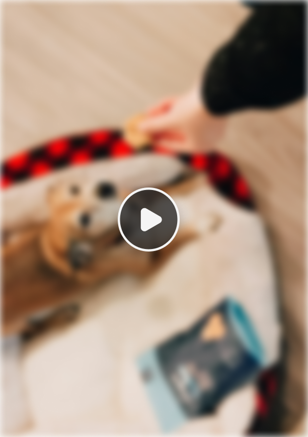 Blurry image of a dog lying on a bed with a hand offering a treat above it.