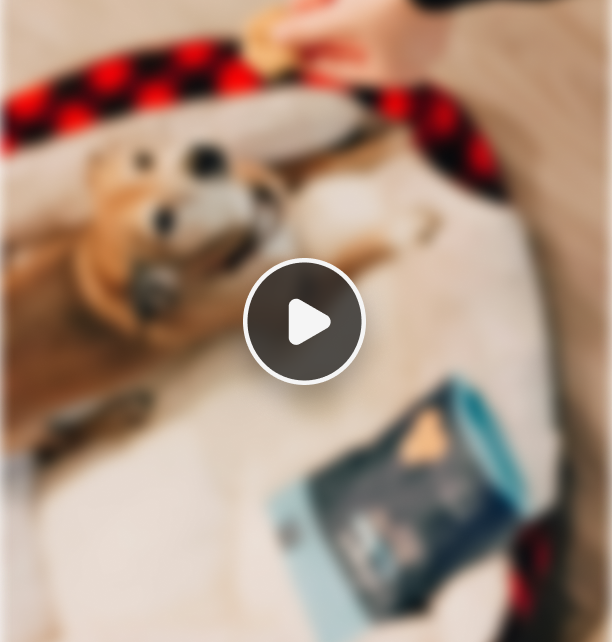 Blurry image of a dog lying on a cushion with a hand offering a treat above it.
