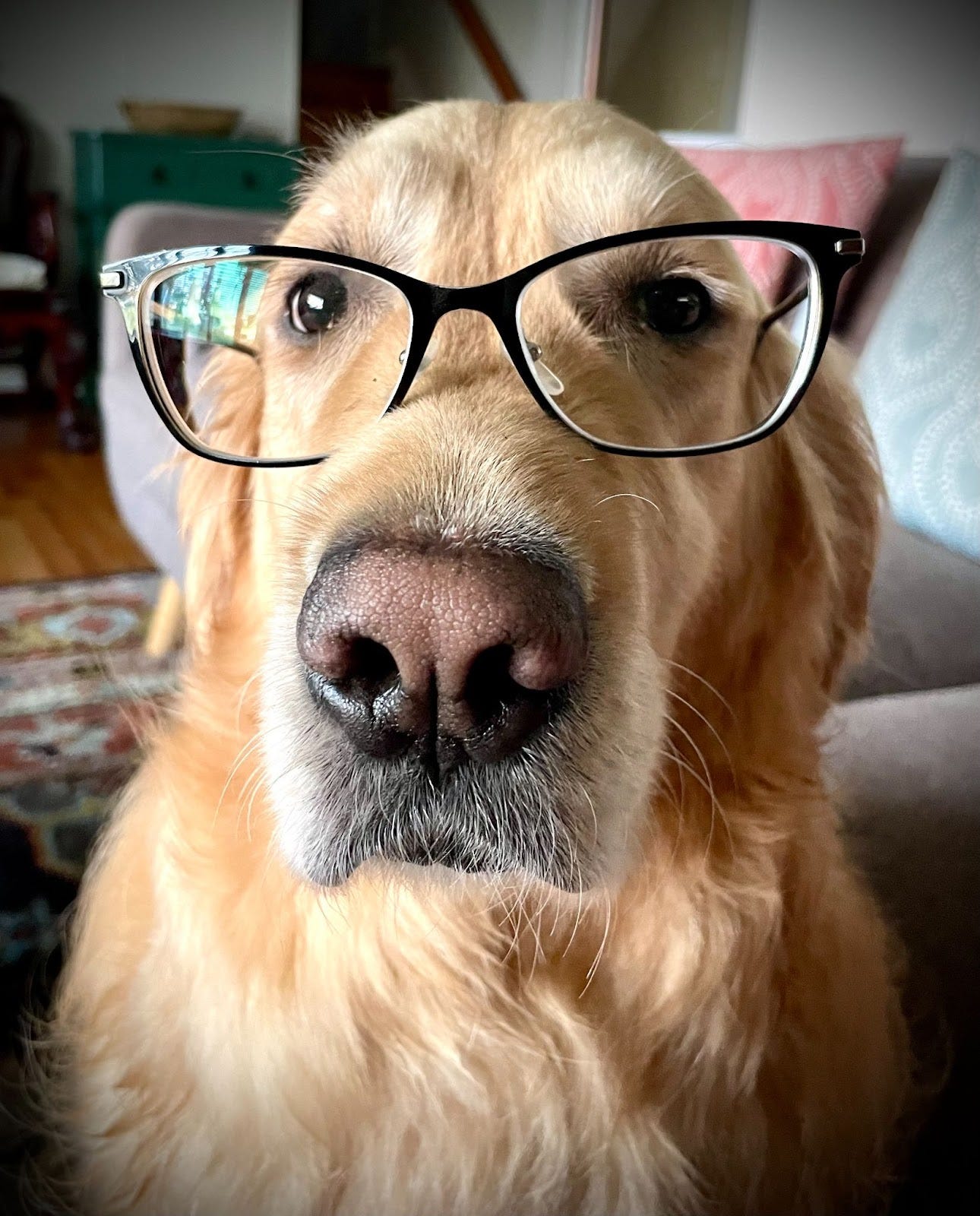 Spaced retriever practice: How to train your golden retriever like a cognitive scientist