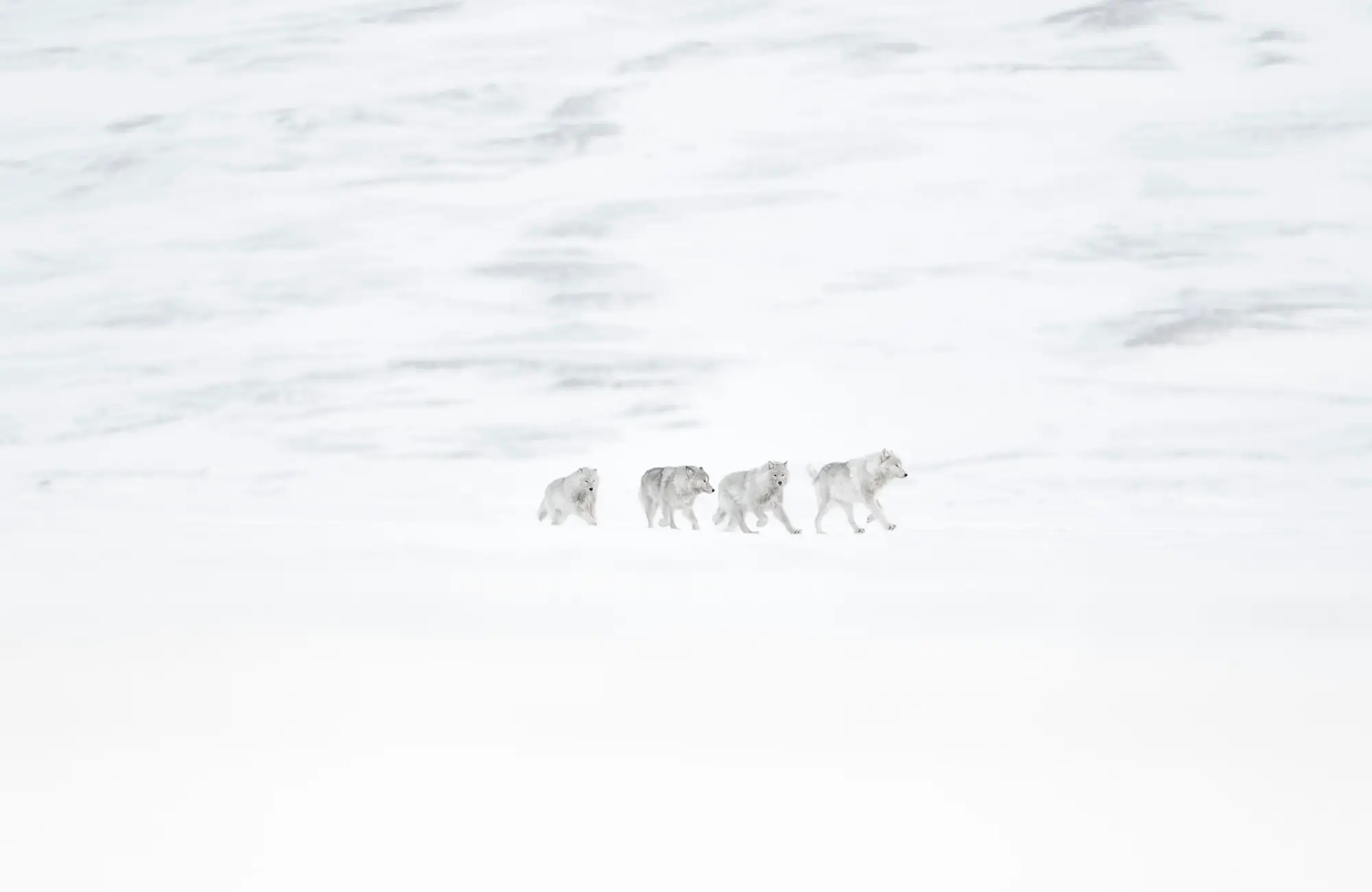 Les fantômes de la toundra avec Vincent Munier
