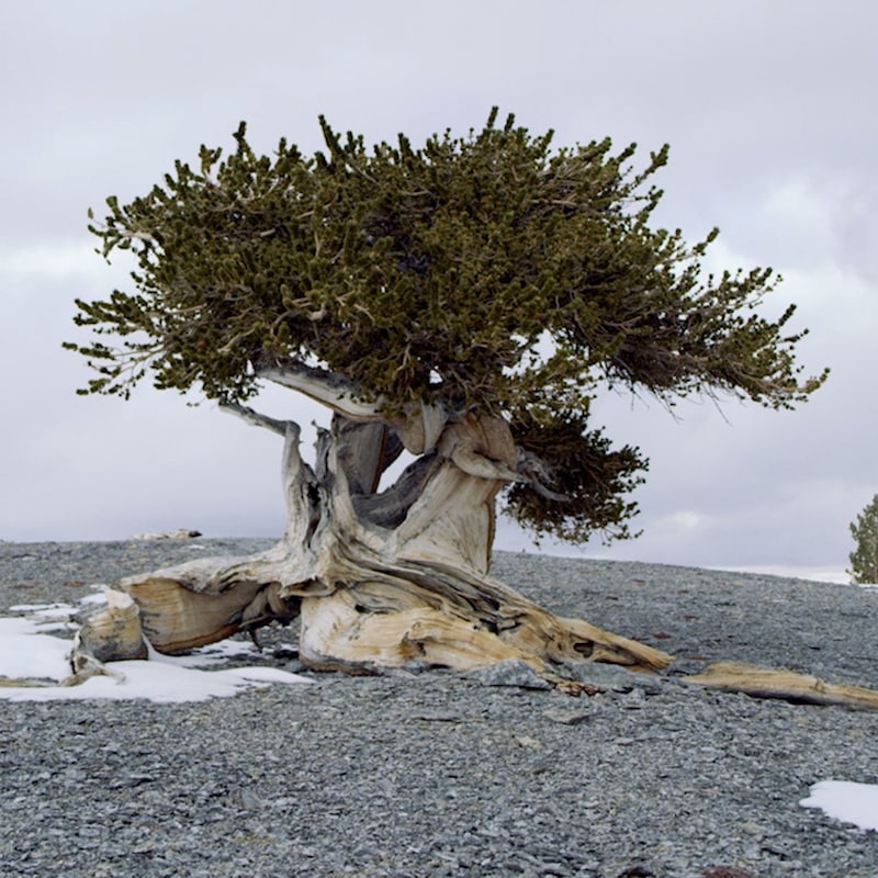 Les films d'aventures comme Treeline remette les pendules à l'heure