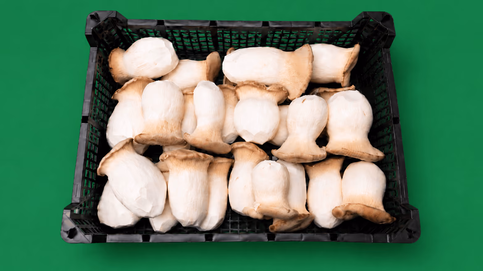 Wholesale boxes