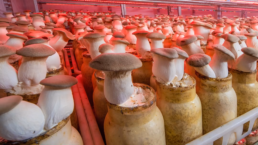 Fresh king oyster mushrooms grown for B2B supply