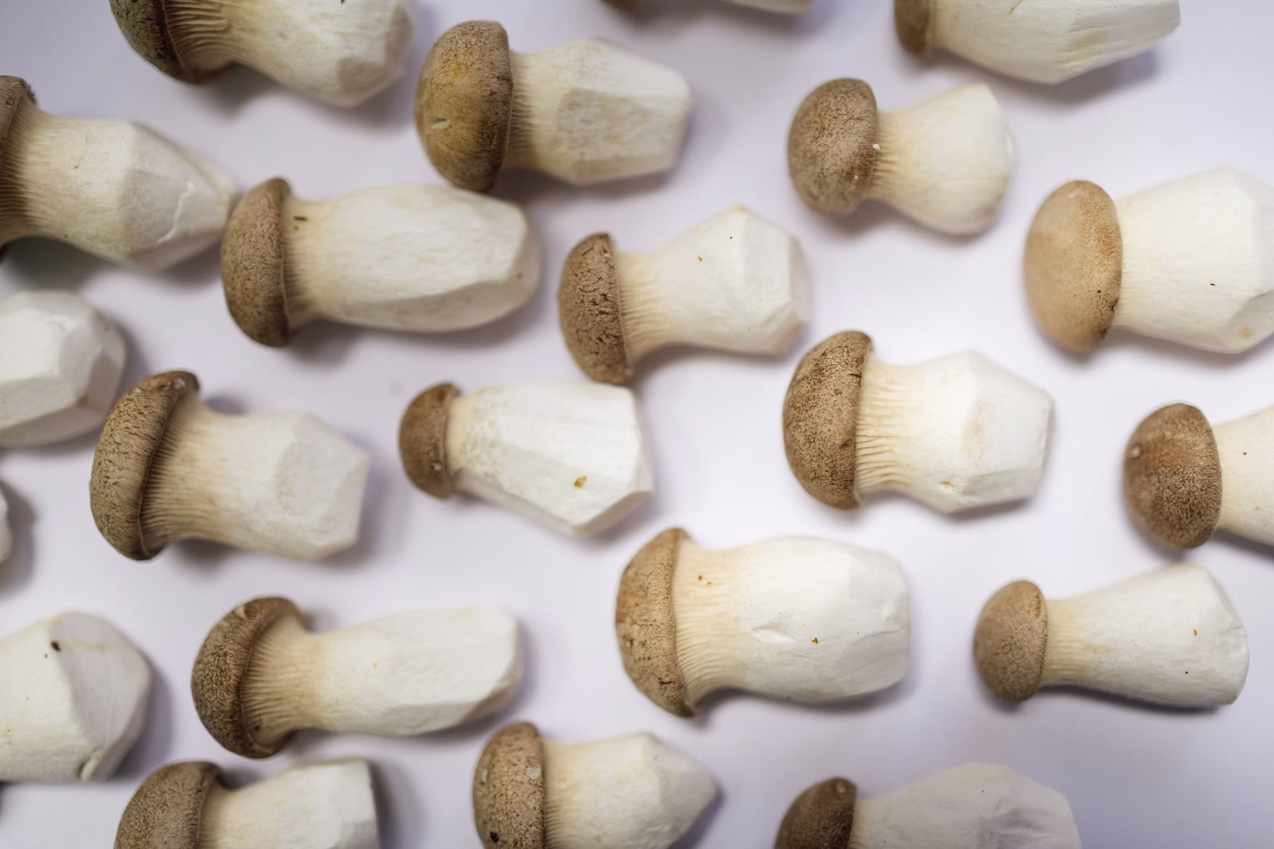 Multiple fresh king oyster mushrooms with brown caps and thick stems on a white background.