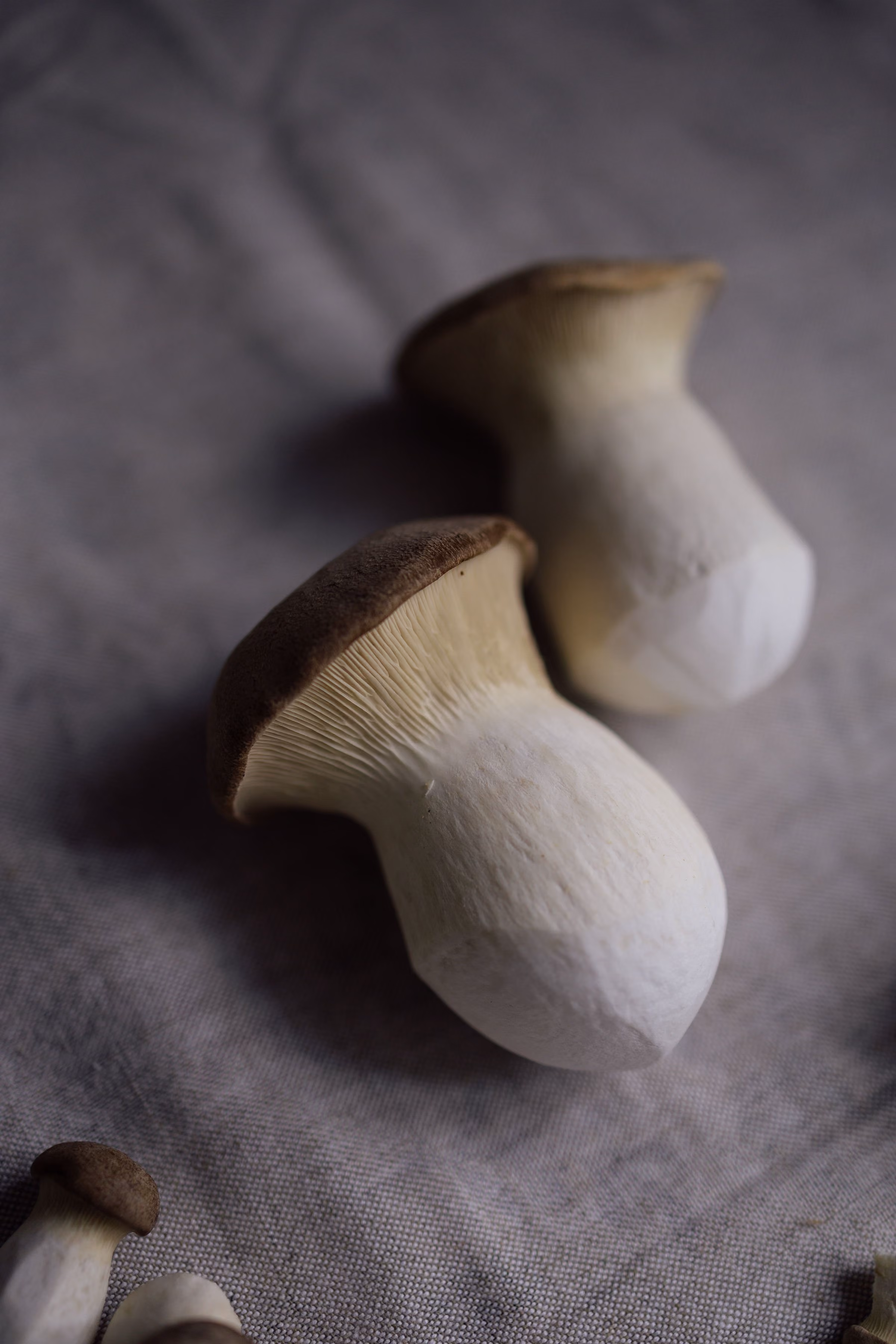 Two king oyster mushrooms with thick white stems and brown caps on a textured fabric.