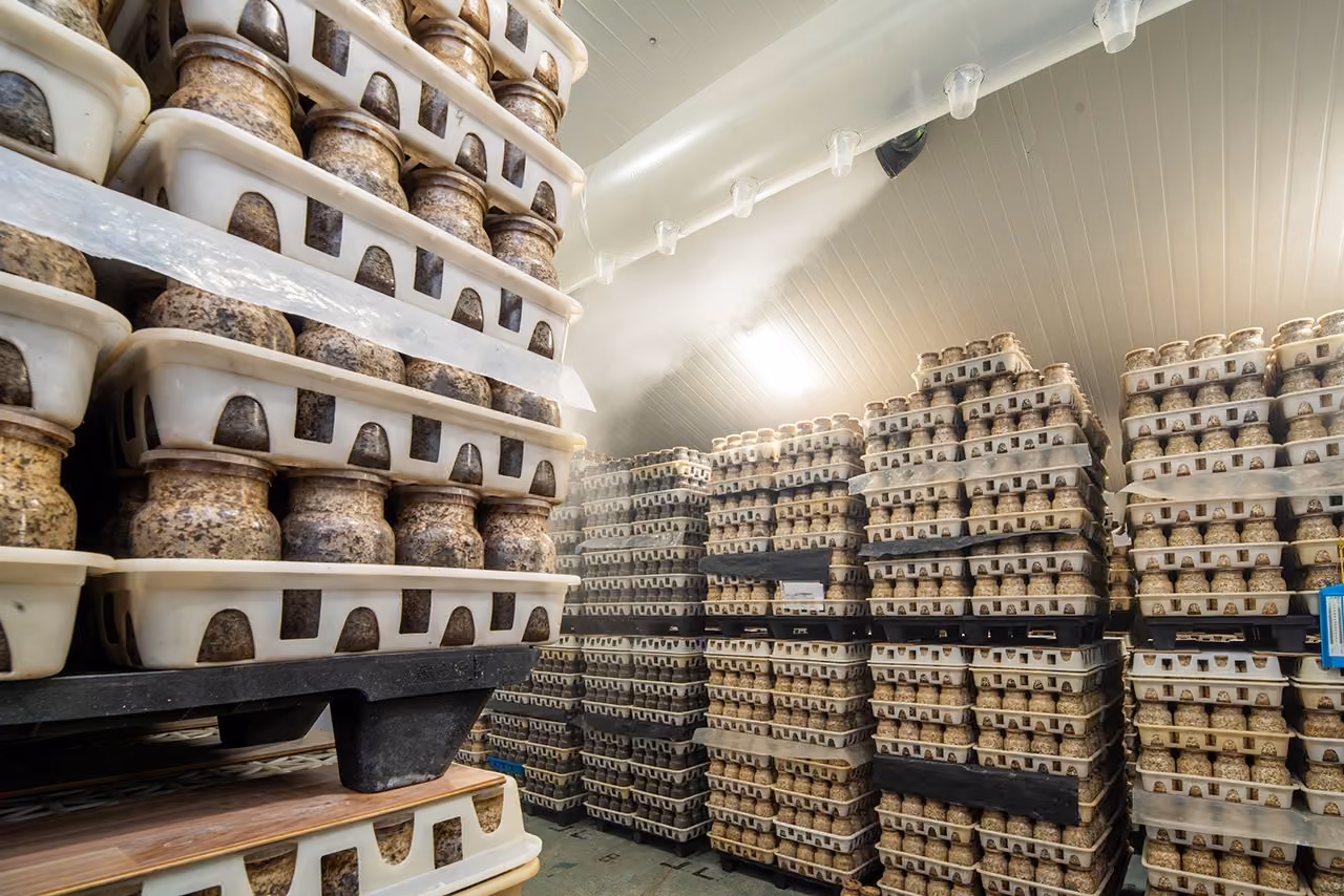 Substrate jars used for king oyster mushroom cultivation