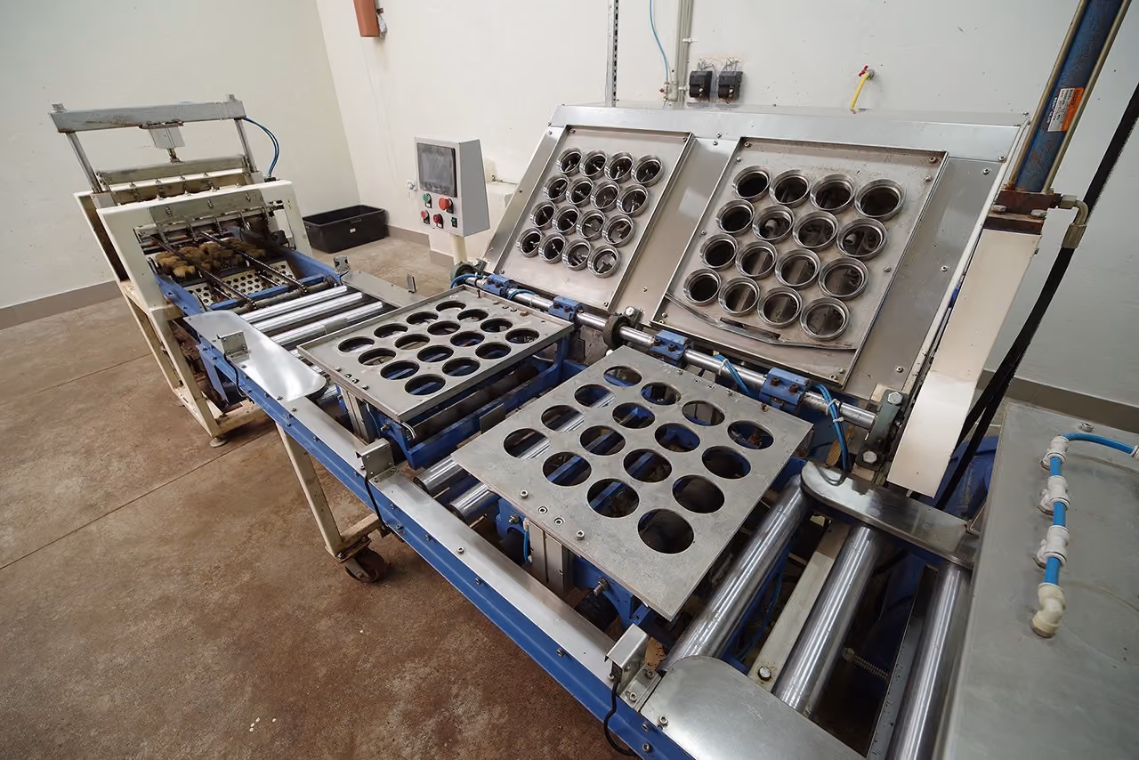 Full-cycle king oyster mushroom production process
