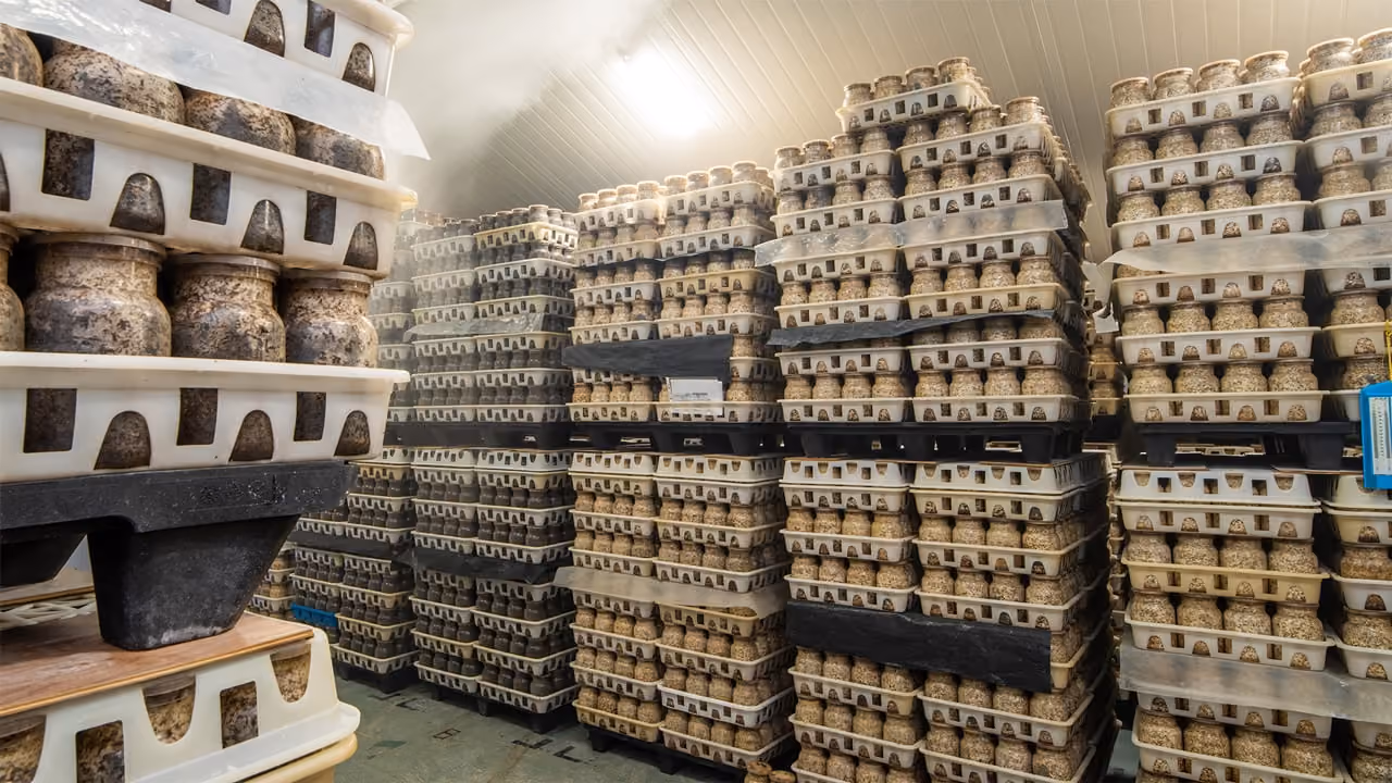Stacks of mushroom growing kits in white trays inside a mushroom farm room with a curved ceiling.