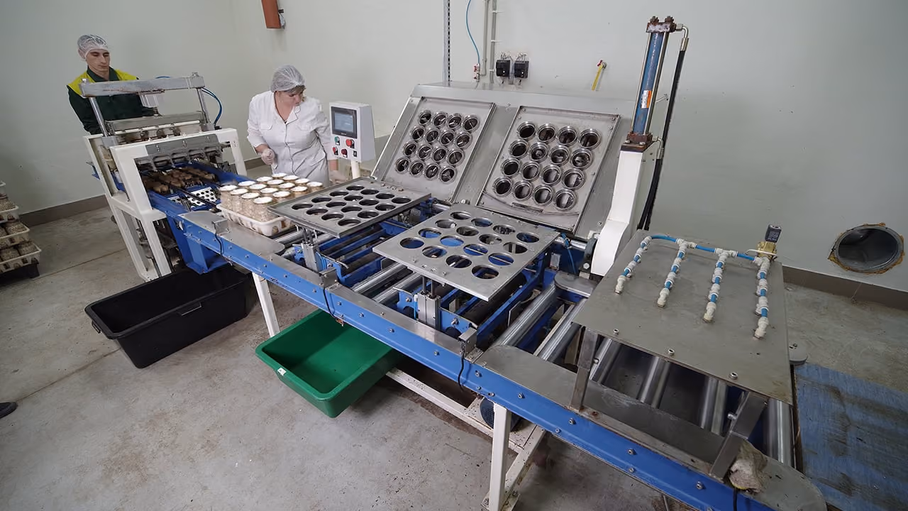 Two workers operating mushroom growing trays on a blue conveyor machine in a clean room.