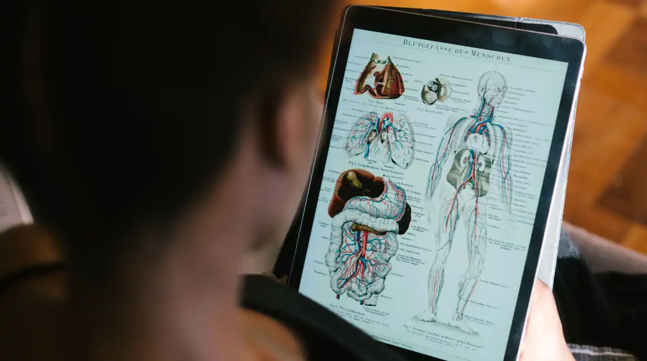 Person viewing a human anatomy diagram showing organs and blood vessels on a tablet screen.