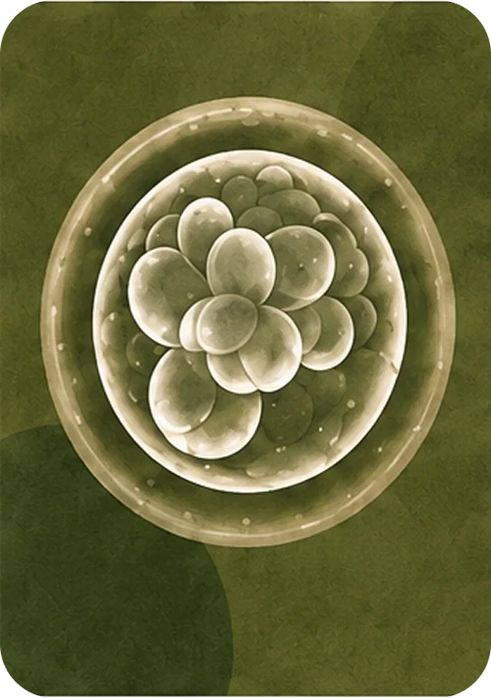 Illustration of egg cells