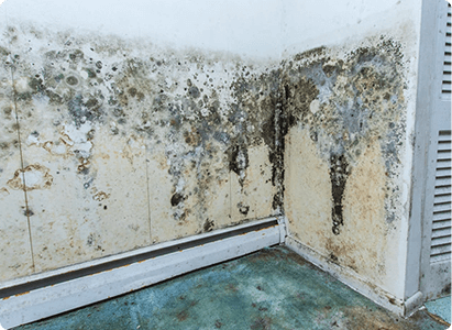 Certified mold remediation resource