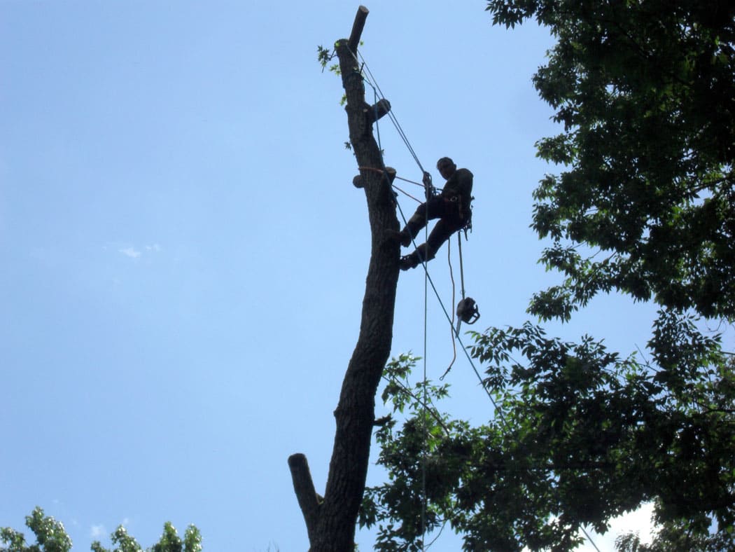 How Does A1 Sure Services Carry Out Tree Removal in Auckland