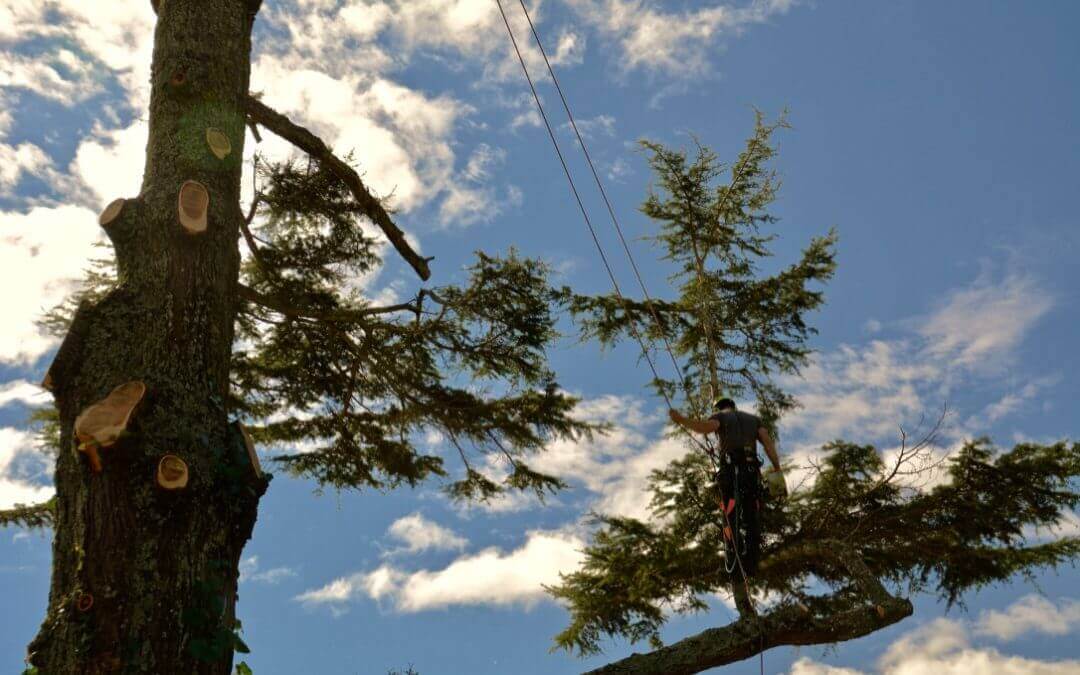 Central Auckland’s Most Respected and Trusted Arborist – A1 Sure Services
