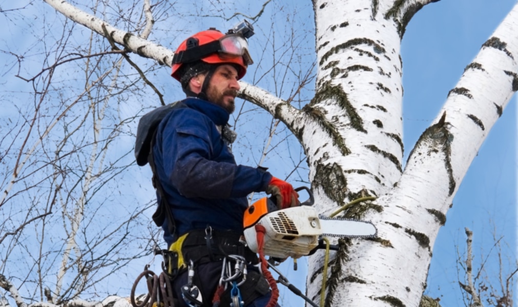 Dangerous and Hazardous Tree Removal 101