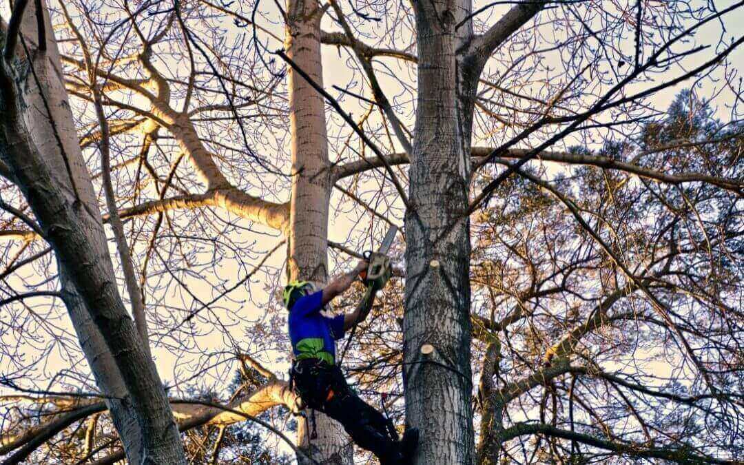 How Long Does It Take To Remove A Tree in Auckland?