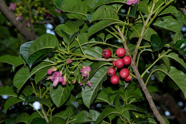 Benefits of Regular Tree Maintenance on Auckland Properties
