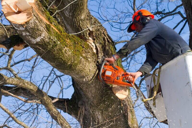 Ensure Your Land Stays Healthy With An Auckland Arborist