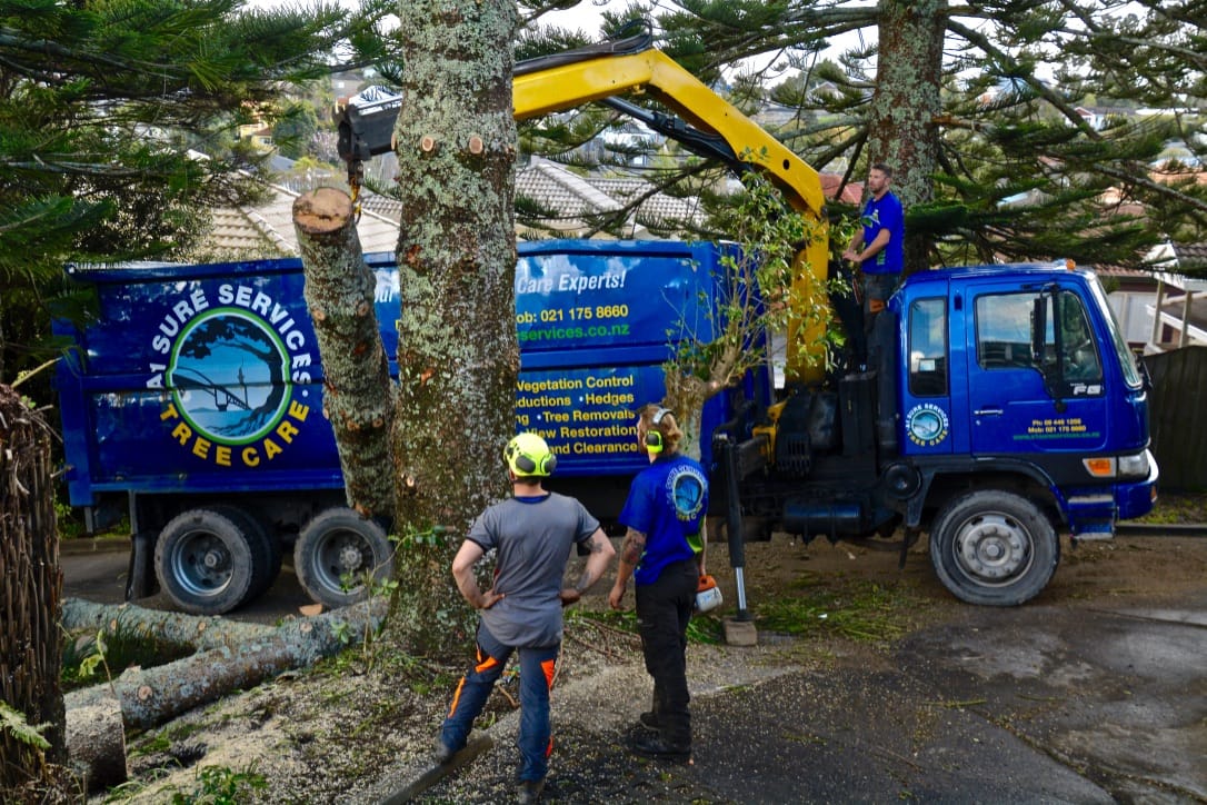 Why A1 Sure Services Is Your Go-To North Shore Arborist