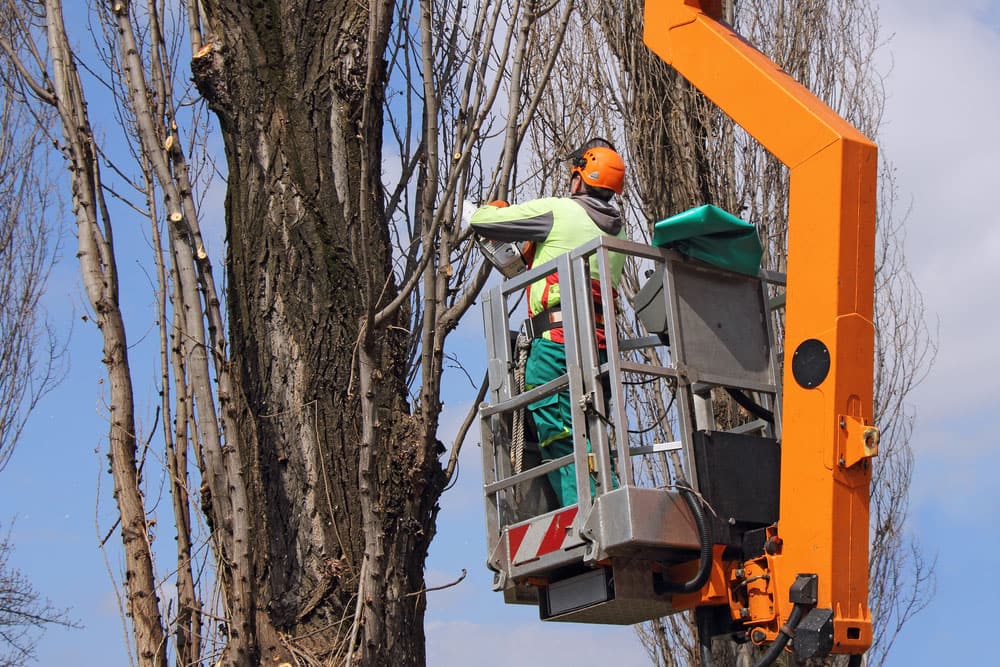 Why Hazardous Tree Removal Is Essential Before Winter