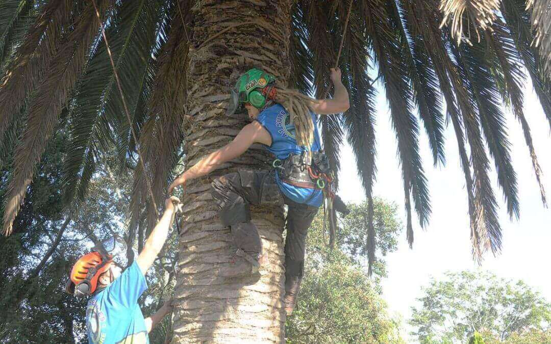 Why Palm Tree Removal Requires A Specialist