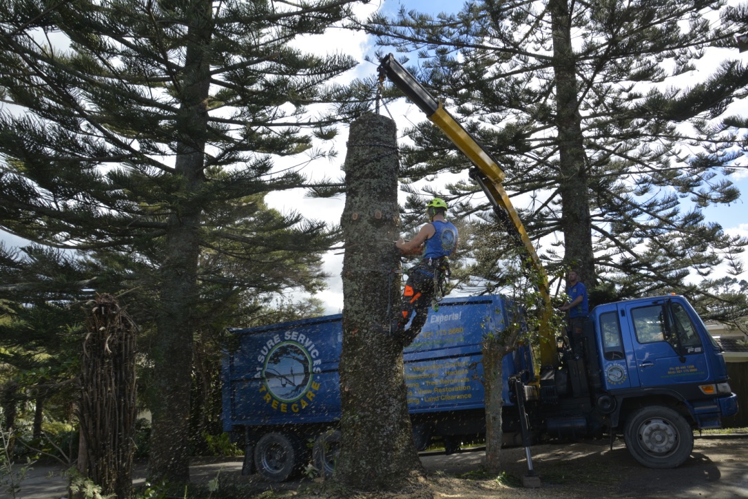What Should You Look For In An Auckland-based Tree Service?