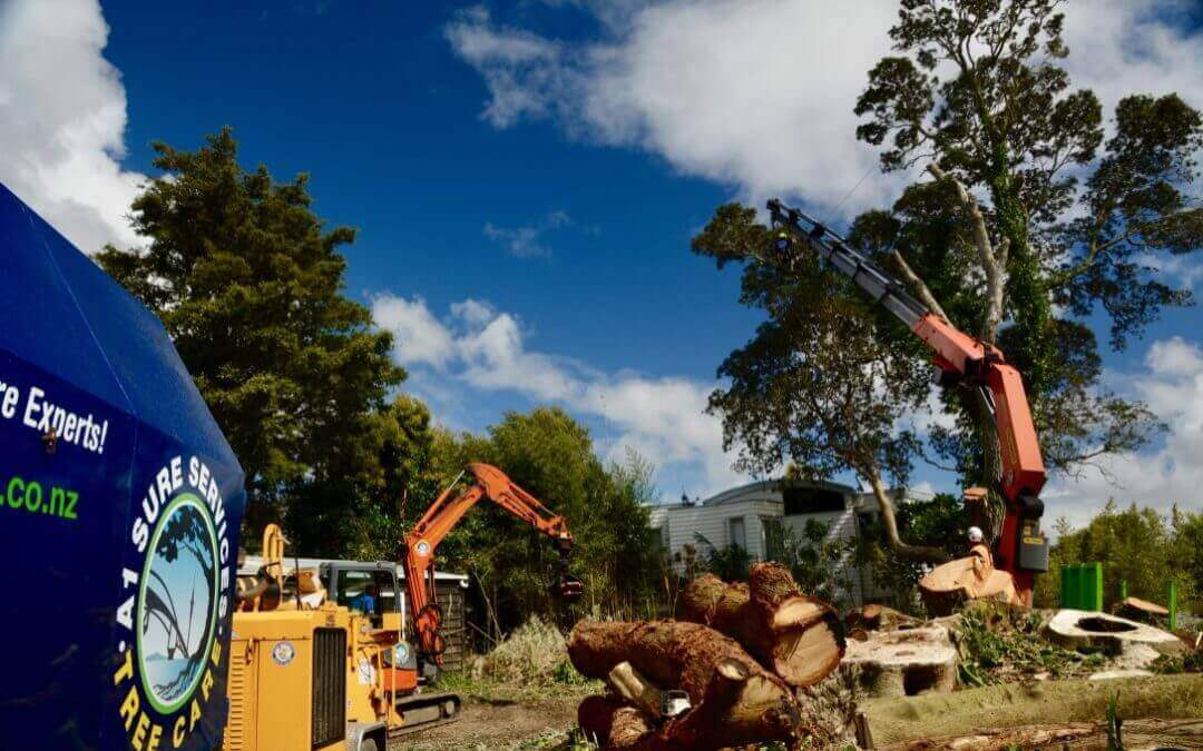 The Dangers of Tree Removal in Auckland