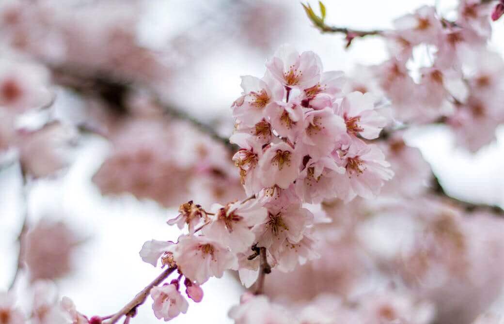 Preparing For Spring – Tree Cutting In Auckland