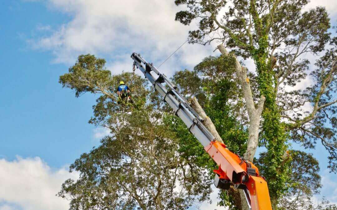 Large Tree Removal In Auckland