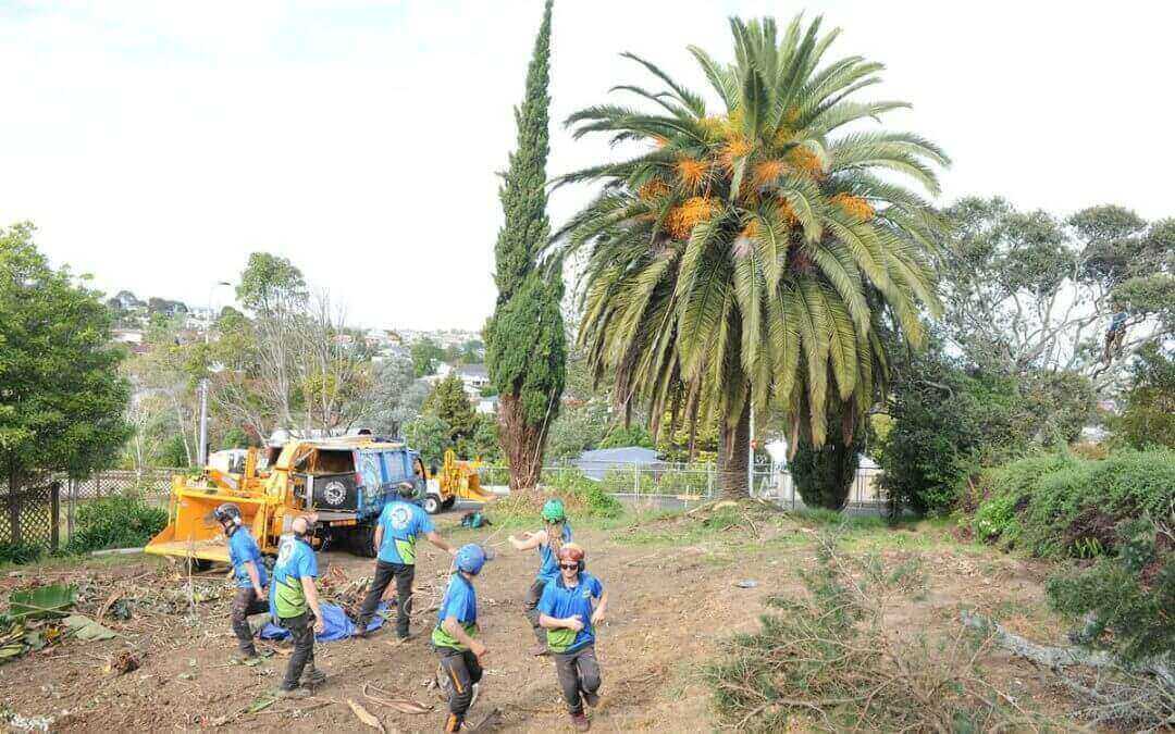Palm Tree Trimming and Removal – A History