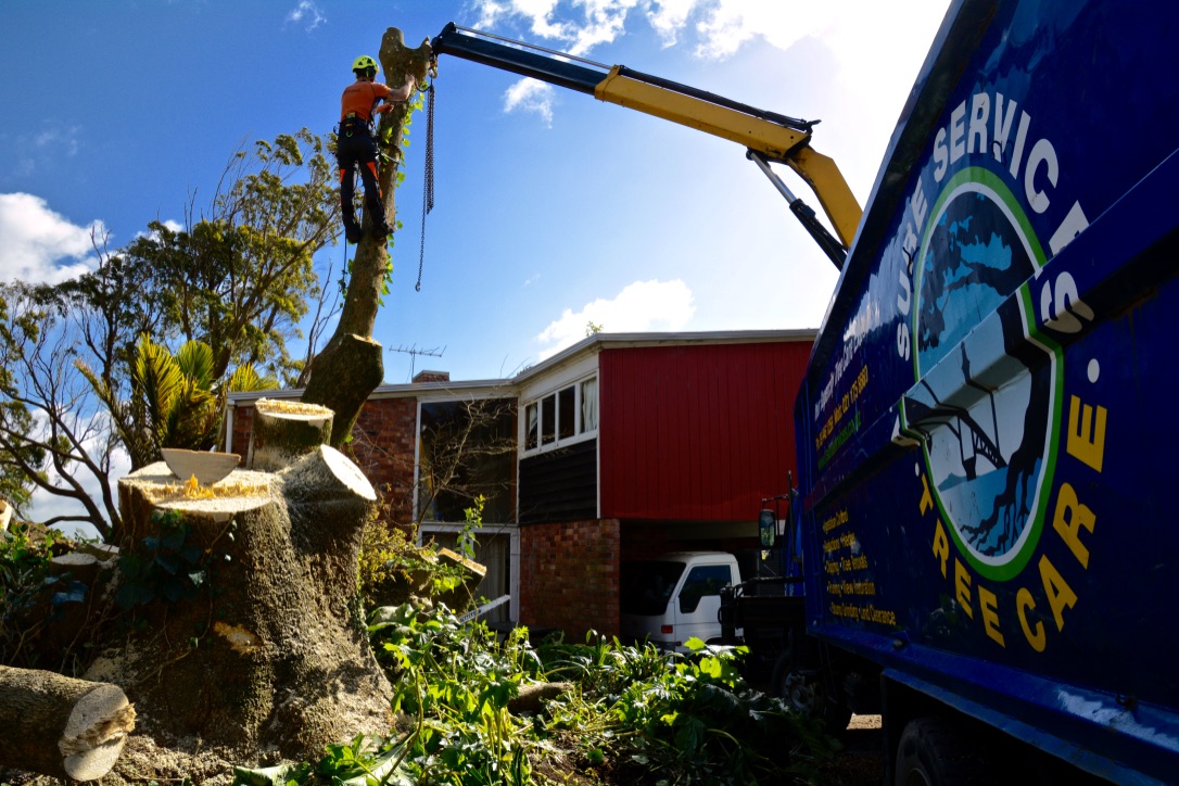 When to cut down a tree on your property?