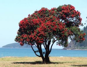 Auckland's Trees