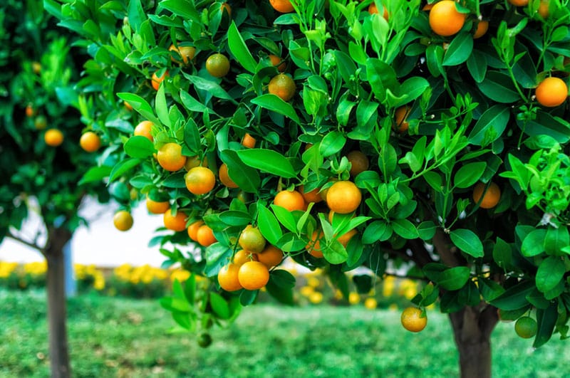 Helping Your Citrus Trees Bear Fruit