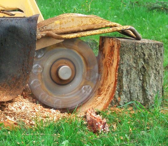 What Is Stump Grinding?