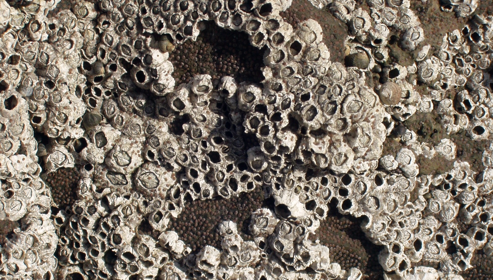 Close-up of barnacles with small snails attached on a textured, rough surface.