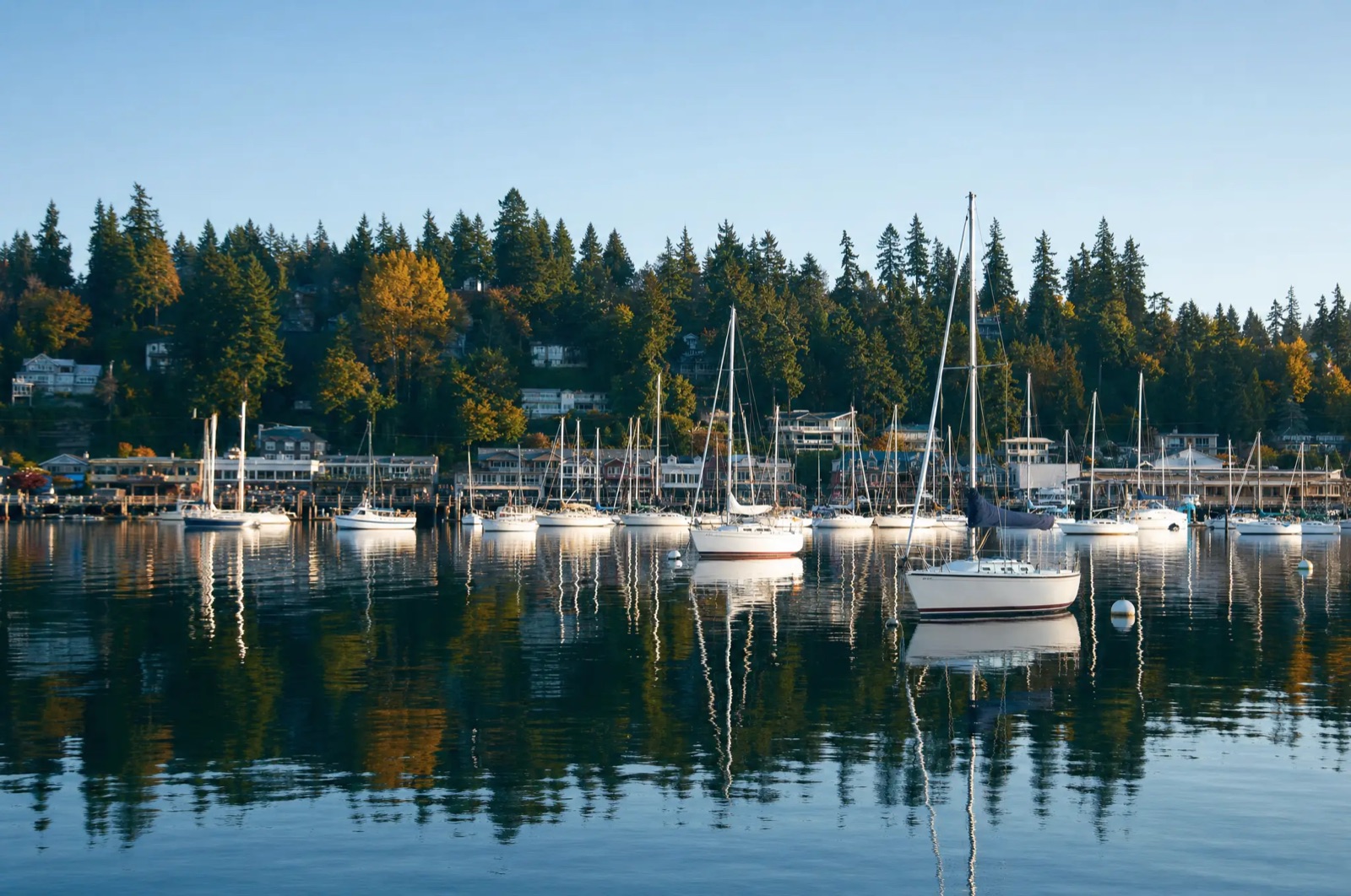 Sailboats moored in Eagle Harbor below the evergreen shoreline of Bainbridge Island